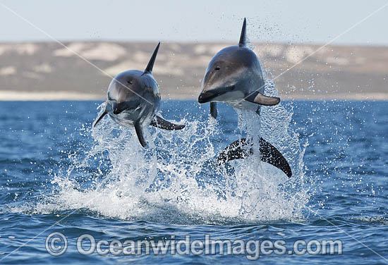 Dusky Dolphin Lagenorhynchus obscurus photo