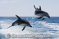 Dusky Dolphin Argentina Photo - Chris and Monique Fallows