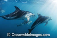 Dusky Dolphin New Zealand Photo - Chris and Monique Fallows