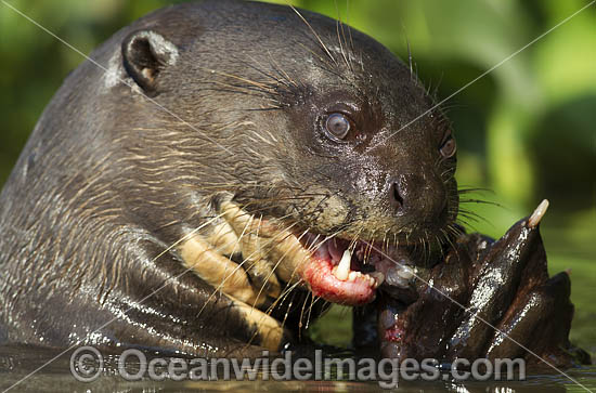 Giant Otter hunting fish photo