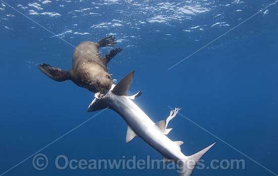 Cape Fur Seal predating on Blue Shark photo