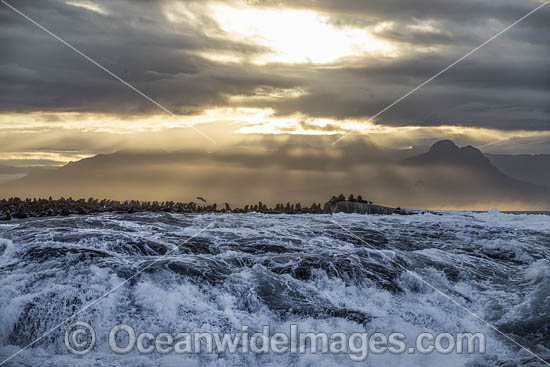 Cape Fur Seal colony photo