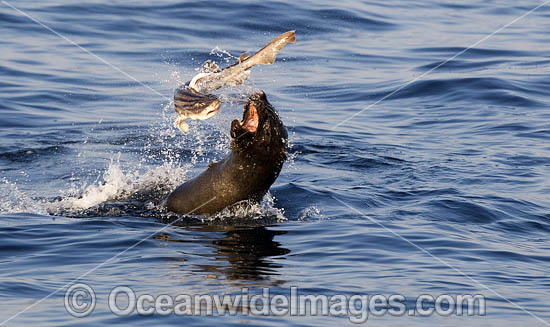 Cape Fur Seal (Arctocephalus pusillus), feeding on Striped Catshark (Poroderma africanum). False Bay, Cape Town, South Africa. Photo - Chris & Monique Fallows Cape Fur Seal (Arctocephalus pusillus), feeding on Striped Catshark (Poroderma africanum). False Bay, Cape Town, South Africa. Photo - Chris & Monique Fallows