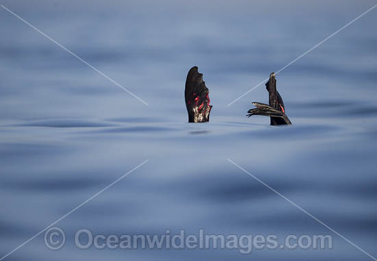 Cape Fur Seal (Arctocephalus pusillus), injured by a Great White Shark. False Bay, Cape Town, South Africa. Photo - Chris & Monique Fallows Cape Fur Seal (Arctocephalus pusillus), injured by a Great White Shark. False Bay, Cape Town, South Africa. Photo - Chris & Monique Fallows
