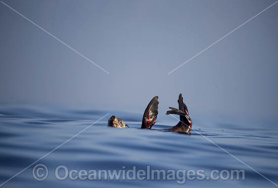 Cape Fur Seal injured by Shark photo