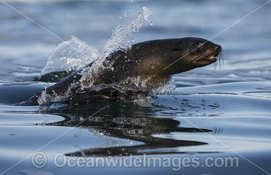 Cape Fur Seal (Arctocephalus pusillus), leaping from water to evade a Great White Shark. False Bay, Cape Town, South Africa. Photo - Chris & Monique Fallows