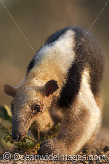 Southern Tamandua Tamandua tetradactyla photo