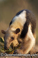 Southern Tamandua Tamandua tetradactyla Photo - Chris and Monique Fallows