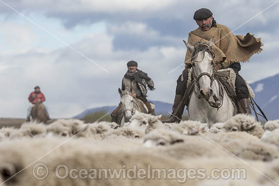 Chilean Rancheros herding sheep photo
