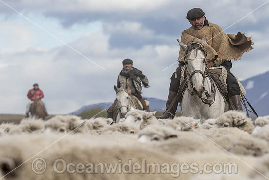 Chilean Rancheros herding sheep. Torres Del Paine National Park, Chile. Photo - Chris & Monique Fallows Chilean Rancheros herding sheep. Torres Del Paine National Park, Chile. Photo - Chris & Monique Fallows