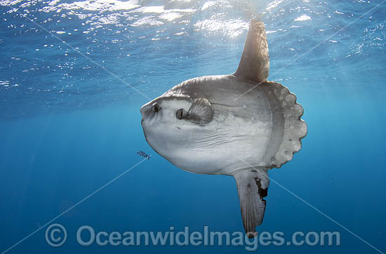 Ocean Sunfish (Mola mola). Found in tropical and temperate waters worldwide. Photo taken off Cape Point, South Africa. Within the Coral Triangle. Photo - Chris & Monique Fallows