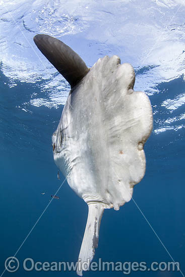 Ocean Sunfish (Mola mola). Found in tropical and temperate waters worldwide. Photo taken off Cape Point, South Africa. Within the Coral Triangle. Photo - Chris & Monique Fallows Ocean Sunfish (Mola mola). Found in tropical and temperate waters worldwide. Photo taken off Cape Point, South Africa. Within the Coral Triangle. Photo - Chris & Monique Fallows