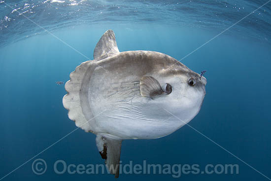 Ocean Sunfish South Africa photo