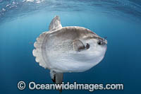 Ocean Sunfish South Africa Photo - Chris & Monique Fallows