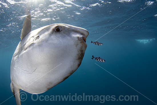 Ocean Sunfish Mola mola photo