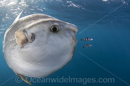 Ocean Sunfish (Mola mola). Found in tropical and temperate waters worldwide. Photo taken off Cape Point, South Africa. Within the Coral Triangle. Photo - Chris & Monique Fallows Ocean Sunfish (Mola mola). Found in tropical and temperate waters worldwide. Photo taken off Cape Point, South Africa. Within the Coral Triangle. Photo - Chris & Monique Fallows