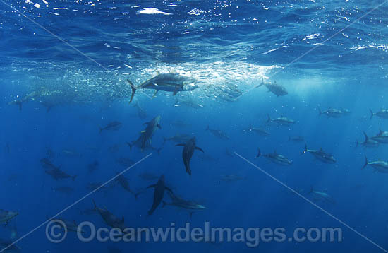 Yellowfin Tuna (Thunnus albacares), feeding on a baitball. Photo taken off Cape Point, South Africa. Photo - Chris & Monique Fallows Yellowfin Tuna (Thunnus albacares), feeding on a baitball. Photo taken off Cape Point, South Africa. Photo - Chris & Monique Fallows