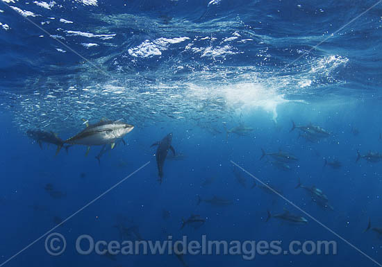 Yellowfin Tuna feeding on baitball photo Yellowfin Tuna feeding on baitball photo