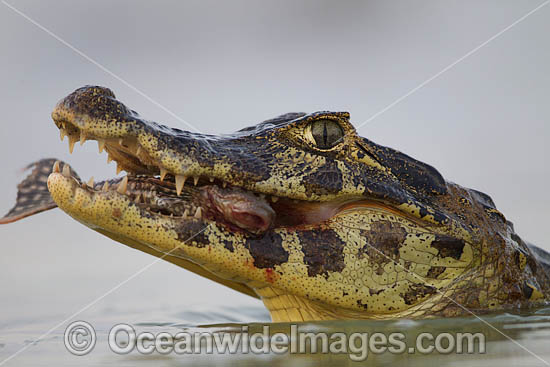 Yacare Caiman hunting fish photo