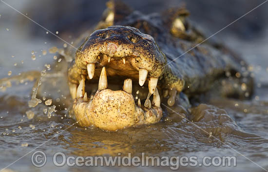 Yacare Caiman hunting fish photo