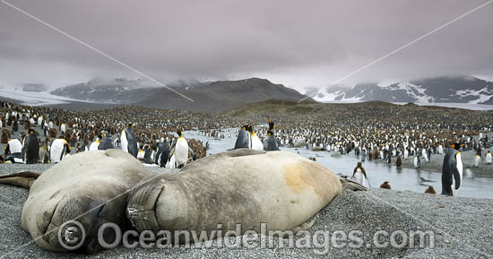 Southern Elephant Seal pup photo Southern Elephant Seal pup photo
