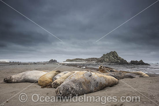 Southern Elephant Seal pup photo