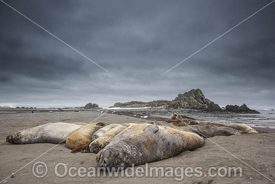 Southern Elephant Seal pup photo Southern Elephant Seal pup photo