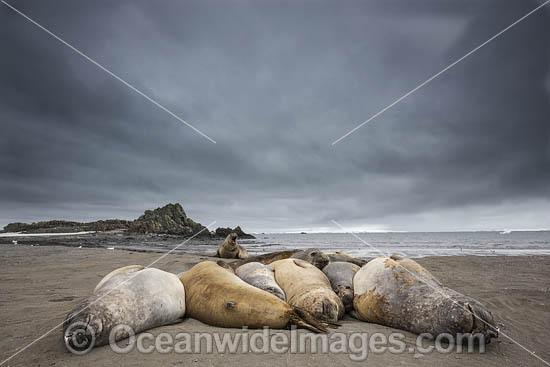 Southern Elephant Seal pup photo Southern Elephant Seal pup photo