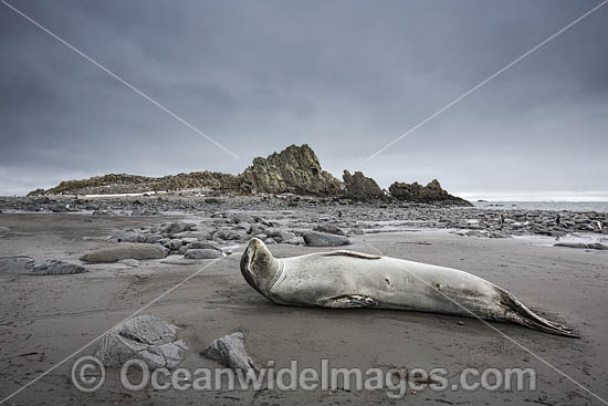 Leopard Seal photo Leopard Seal photo
