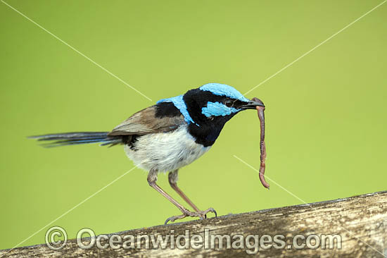 Superb Fairy-wren photo Superb Fairy-wren photo