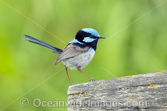 Superb Fairy-wren male photo Superb Fairy-wren male photo