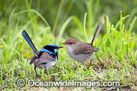 Superb Fairy-wren male and female Photo - Gary Bell