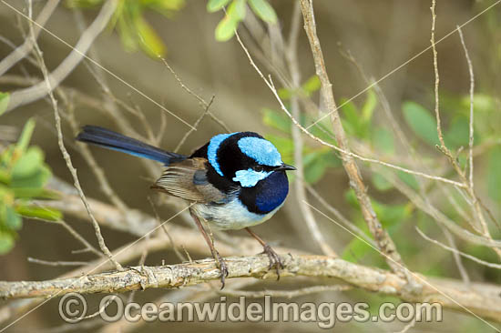 Superb Fairy-wren photo Superb Fairy-wren photo