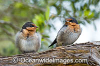 Welcome Swallow Photo - Gary Bell