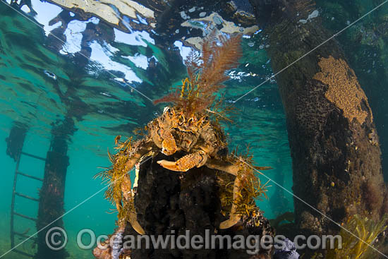 Decorator Crab Naxia aurita photo