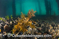 Decorator Crab Naxia aurita Photo - Gary Bell