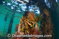 Decorator Crab Flinders Pier Photo - Gary Bell