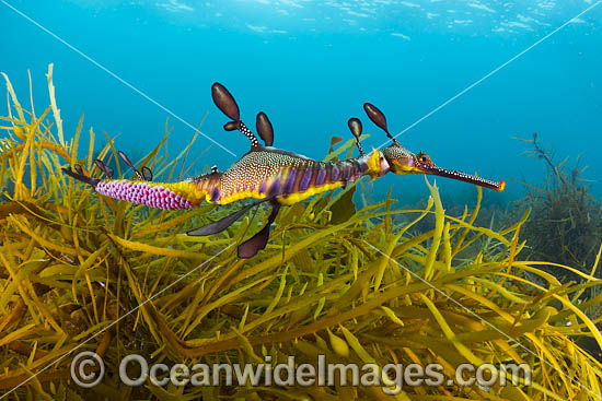 Weedy Seadragon with eggs Victoria photo Weedy Seadragon with eggs Victoria photo