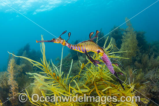 Weedy Seadragon with eggs photo