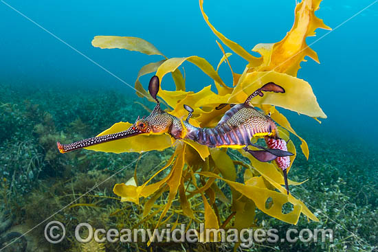Weedy Seadragon with eggs Victoria photo Weedy Seadragon with eggs Victoria photo
