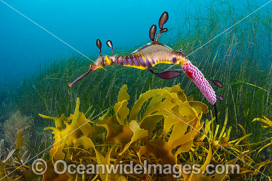Weedy Seadragon (Phyllopteryx taeniolatus), male with eggs. Found in temperate coastal waters of Australia, from Geraldton, WA, to Port Stephens, NSW, and around Tas. Photo taken in Western Port Bay, Victoria, Australia. Photo - Gary Bell