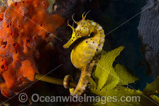 Southern Pot-belly Seahorse photo