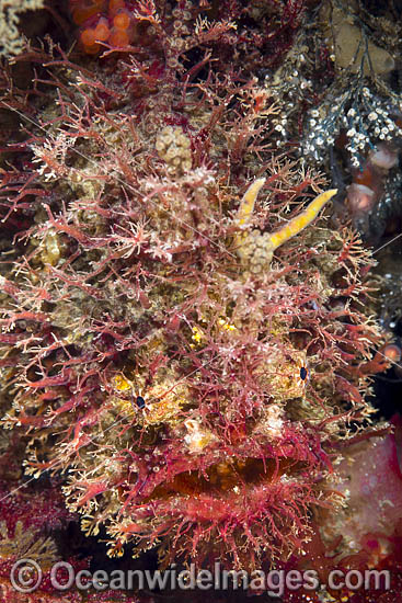 Tasselled Anglerfish Victoria photo