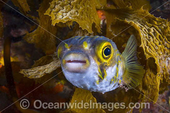Globefish Diodon nichthemerus photo