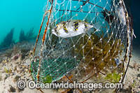 Globefish Diodon nichthemerus Photo - Gary Bell