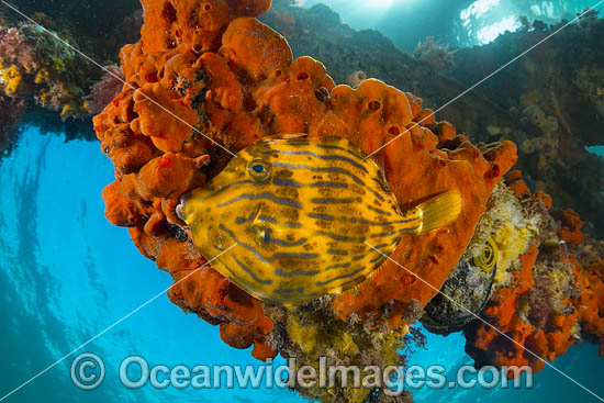Mosaic Leatherjacket (Eubalichthys mosaicus), amongst colourful sea sponges and other invertebrate life attached to a pylon beneath Blairgowrie Jetty. Port Phillip Bay, Mornington Peninsula, Victoria, Australia. Photo - Gary Bell Mosaic Leatherjacket (Eubalichthys mosaicus), amongst colourful sea sponges and other invertebrate life attached to a pylon beneath Blairgowrie Jetty. Port Phillip Bay, Mornington Peninsula, Victoria, Australia. Photo - Gary Bell