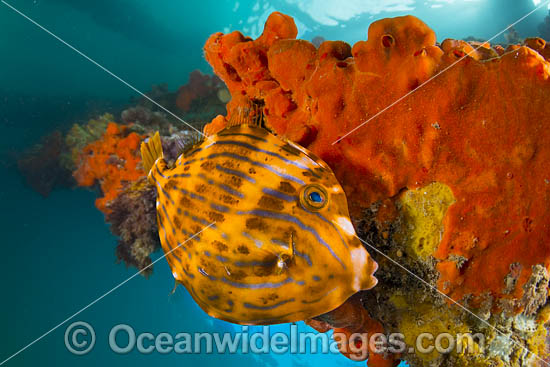 Mosaic Leatherjacket photo