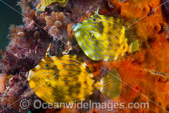 Mosaic Leatherjacket (Eubalichthys mosaicus), amongst colourful sea sponges and other invertebrate life attached to a pylon beneath Blairgowrie Jetty. Port Phillip Bay, Mornington Peninsula, Victoria, Australia. Photo - Gary Bell