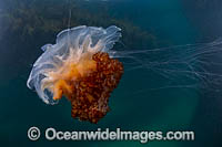 Jellyfish Cyanea rosella Photo - Gary Bell