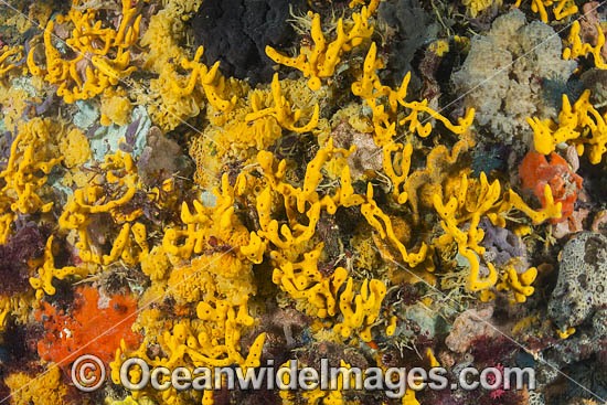 Sea Sponges Blairgowrie Pier photo